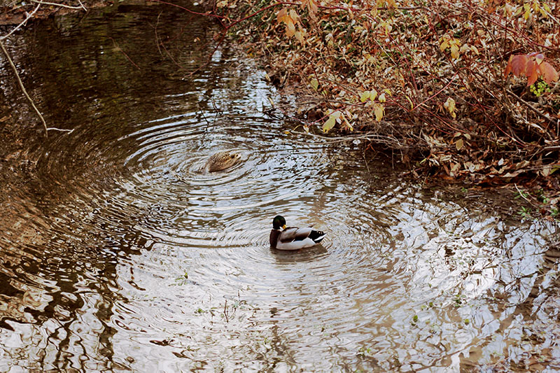 animals are attracted to bodies of water