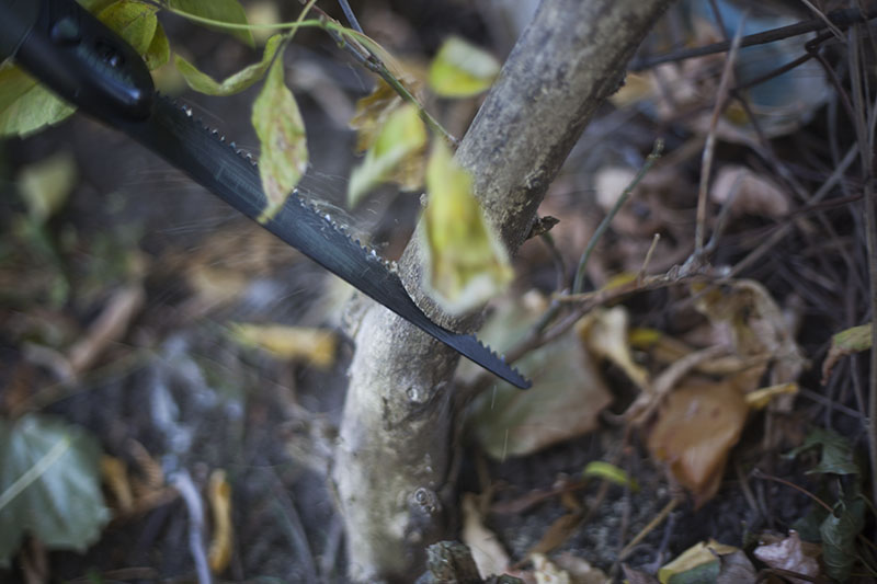 survivalist prepper gear bahco laplander folding saw review testing