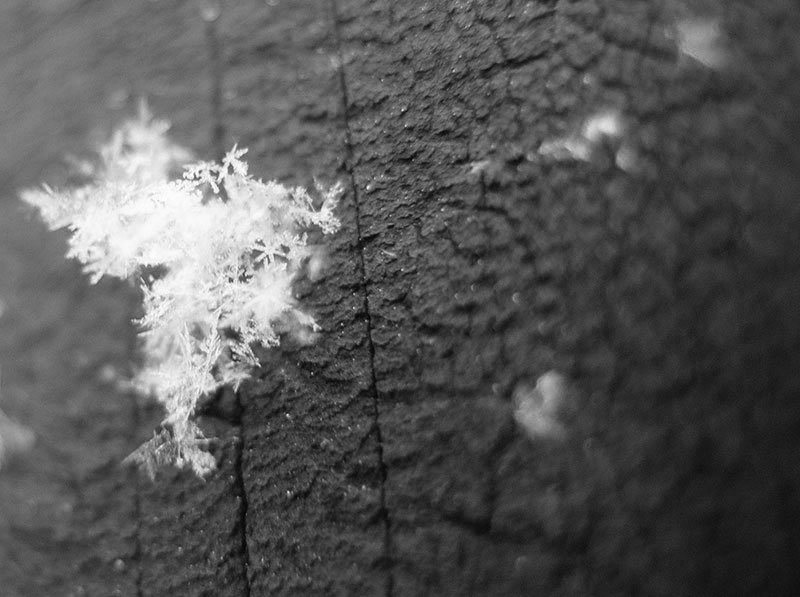 macro-of-snow-drops