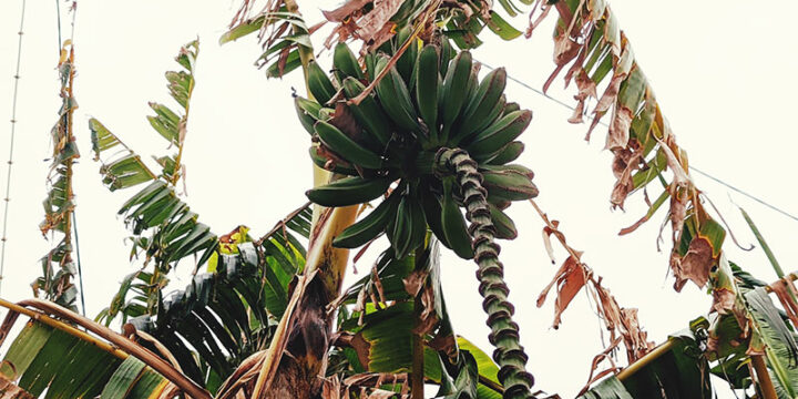 foraging-fruit-banana-plant-shtf-emergency