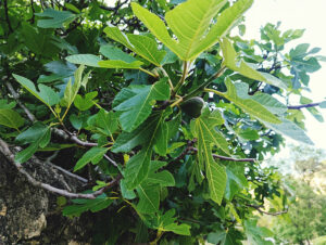 99% of You Won't Survive a Long-Term Emergency with These 3 SHTF Plans